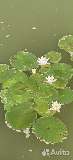 Кувшинка белая