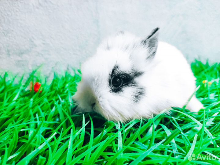 Карликовый кролик - очень редкий