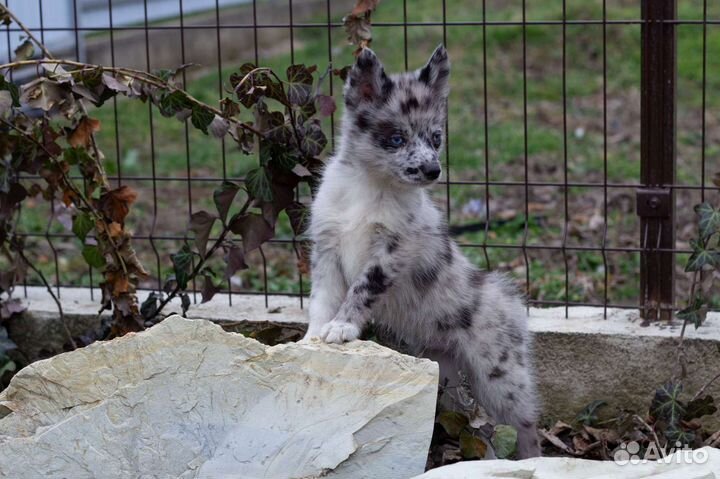 Помски, мини хаски окраса мерль