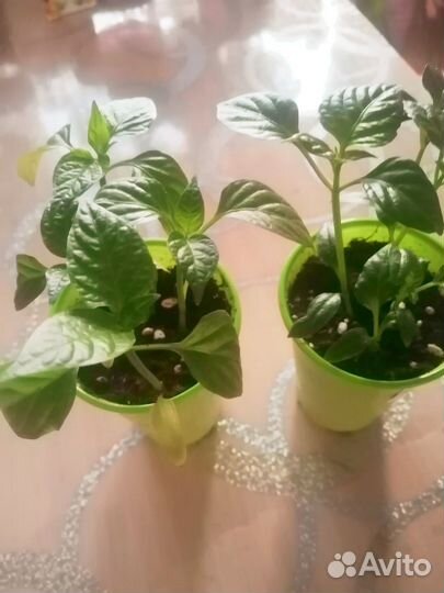 Рассада перца сладкого