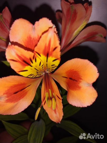 Альстромерии в горшках