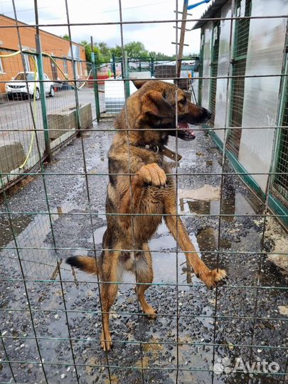 Собаки бесплатно