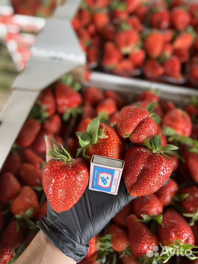 Рассада клубники