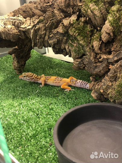 Эублефар