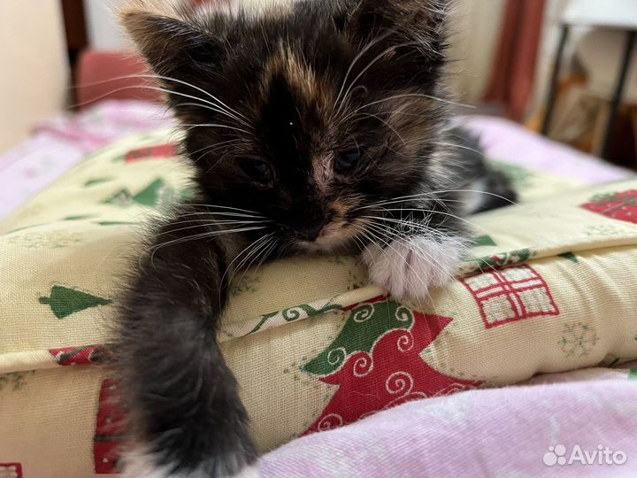 Котенок девочка в добрые руки