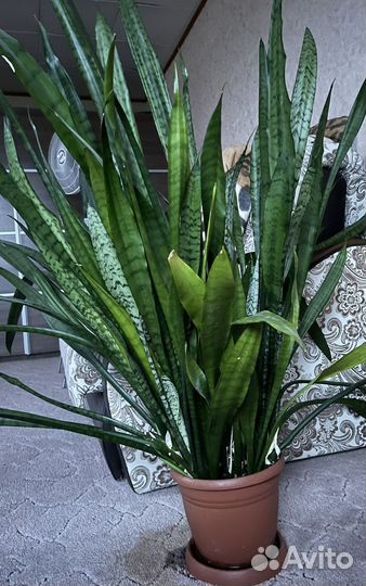 Щучий хвост