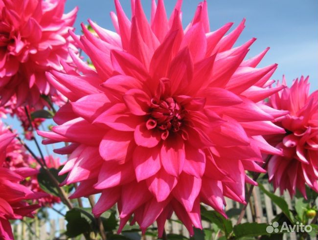 Георгины (клубни)