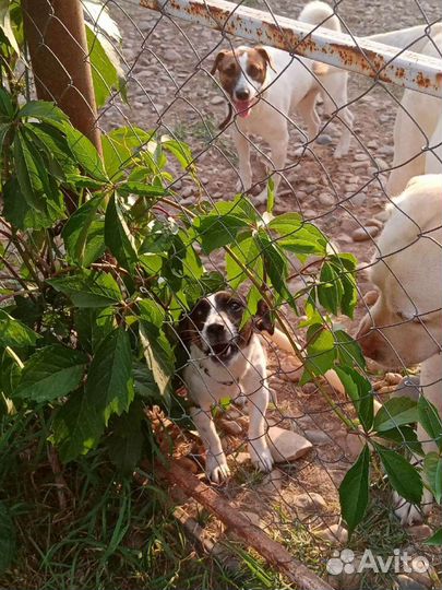 Гостиница для собак и кошек (передержке) зооняня