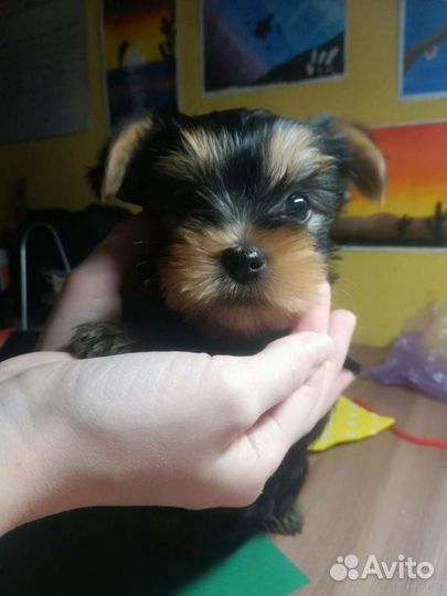 Щенки Йорка