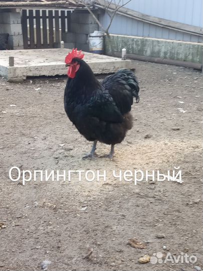 Породистая птица, Цыплята