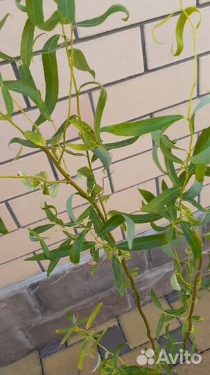 Ива извилистая,очень красивая и быстро растет