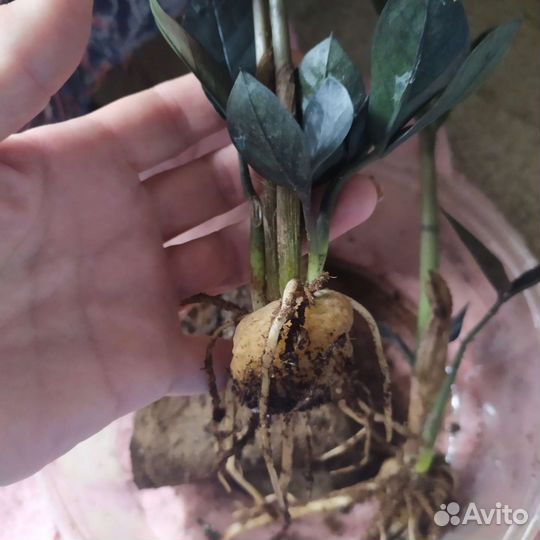 Замиокулькас черный равен