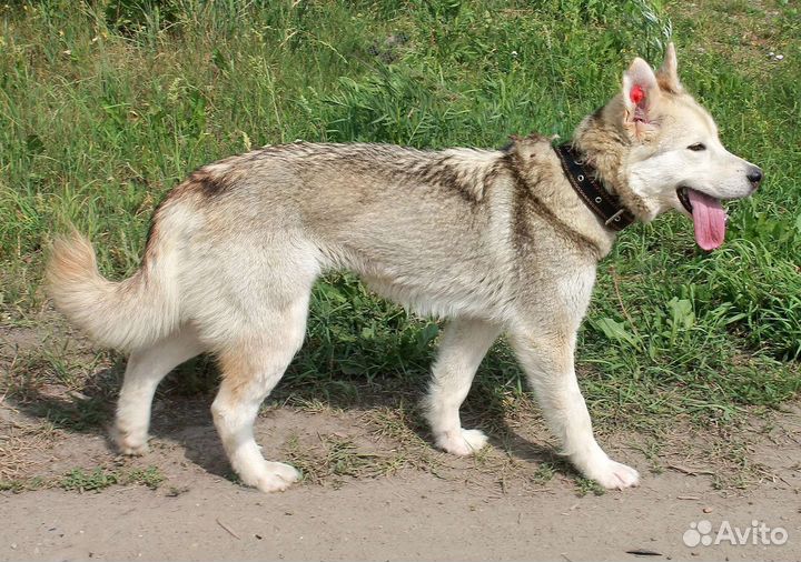 Радушка