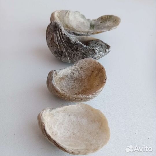 Окаменелости