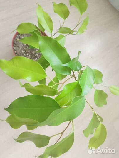 Фикус елоу голд вариегатный