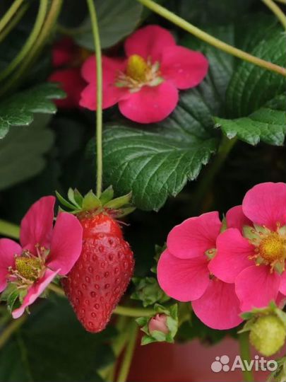 Коубника (земляника садовая ) Тоскана