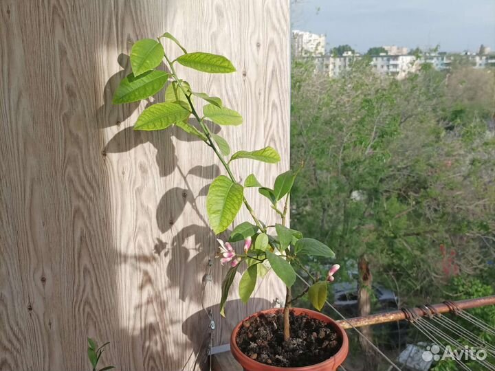 Цитрусовое дерево сад