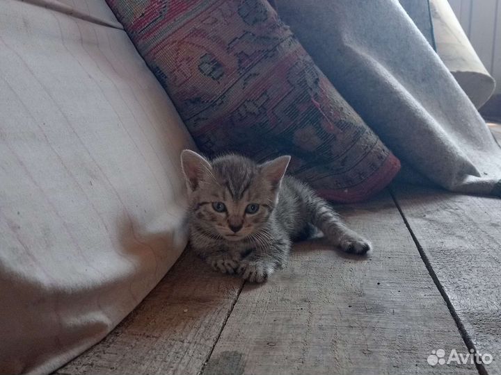 Котики ищут домик (себе)