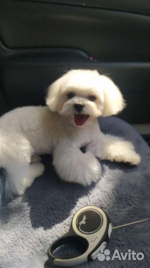 Мальтезе микро,мини