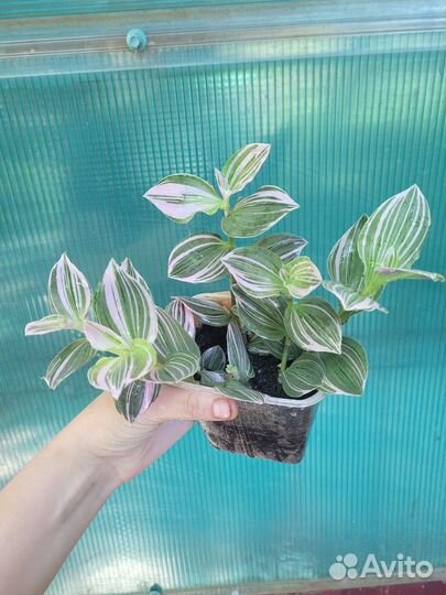 Комнатные цветы