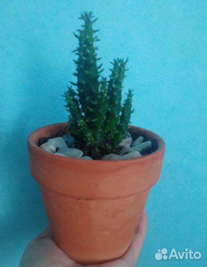 Кактусы и суккуленты