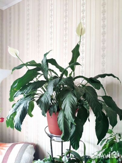 Спатифиллум