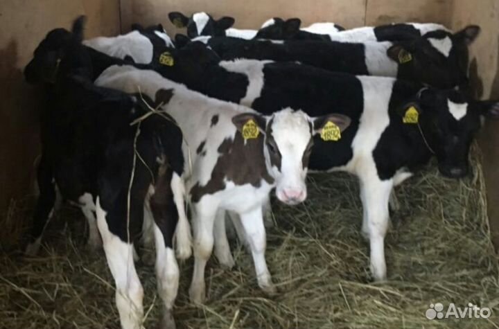 Бычки телята свежий завоз