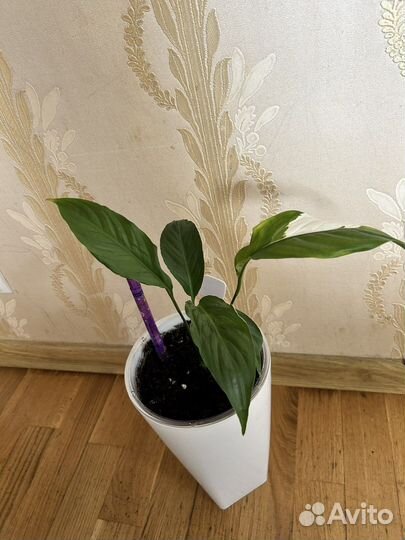 Спатифиллум picasso