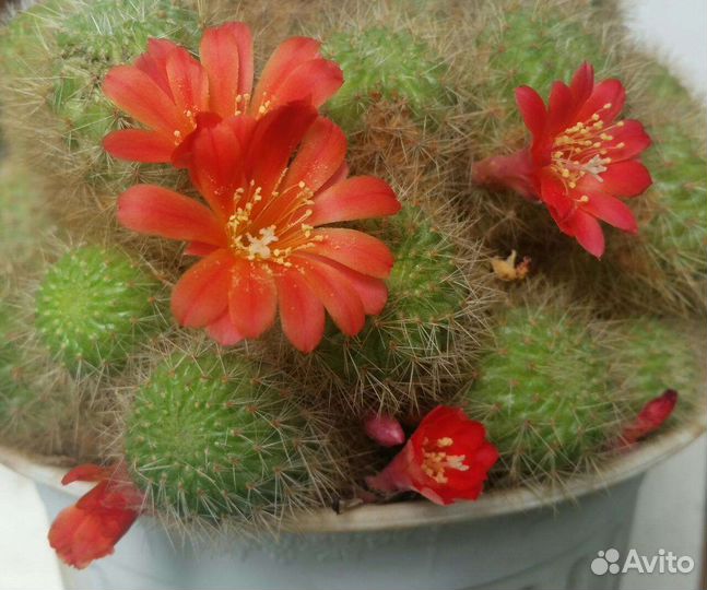 Суккуленты,Агава,кактусы