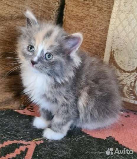 Котята пушистые от мышеловов крысоловов родителей