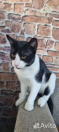 Котик Василий ищет дом