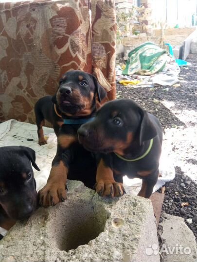 Щенки добермана