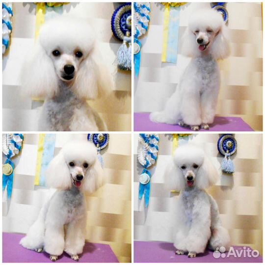 Парикмахер для собак и кошек, Астрахань