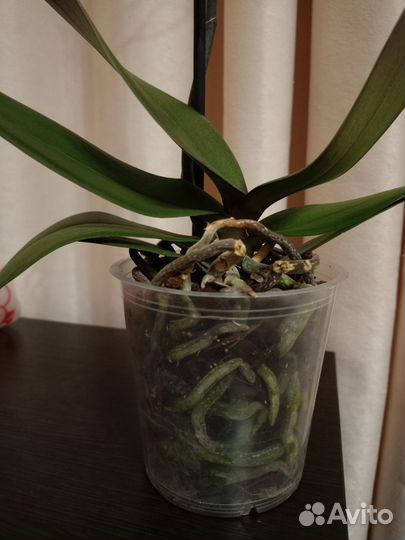 Орхидея фаленопсис