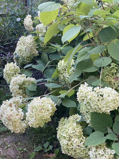 Гортензия древовидная анабель