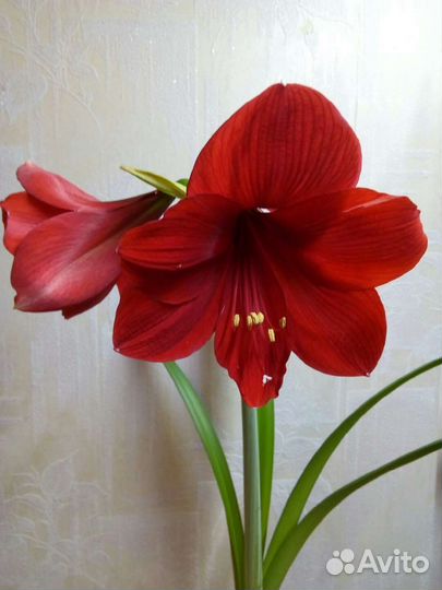 Валотта прекрасная, амариллисы и гиппеаструмы