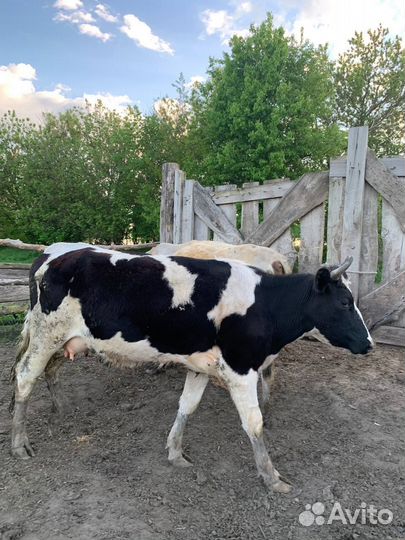 Коровы телки бычки