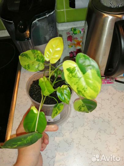 Ретуза Грин