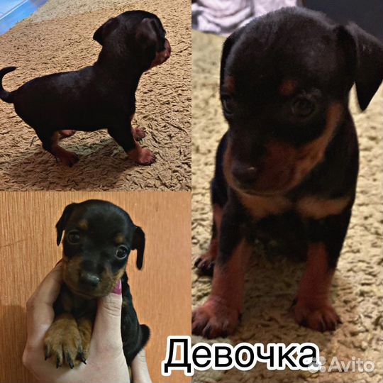 Цвергпинчер