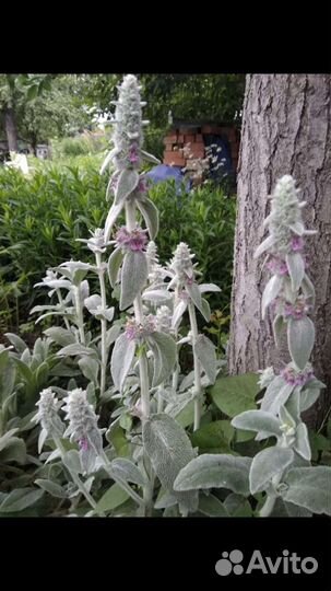 Ромашка, Чистец