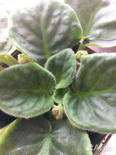 Фиалка,соллероя,стыдливая мимоза,каменная роза