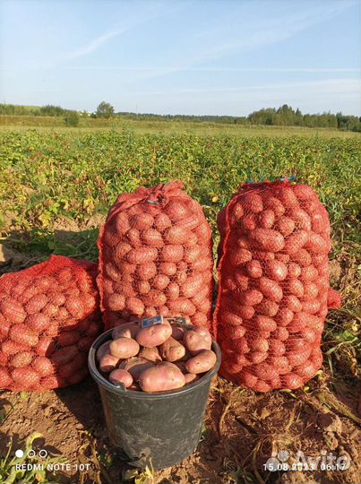 Картофель молодой краснокожурный