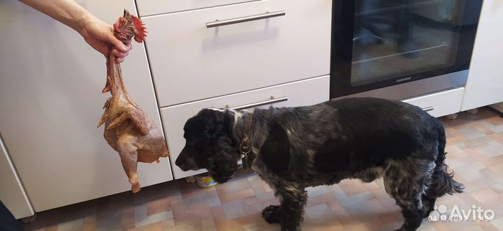 Спаниель для вязки