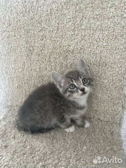 Котенок мальчик 1,5 мес