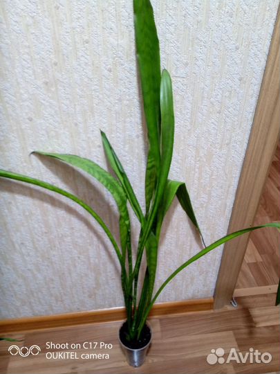 Сансевиерия - щючий хвост,тещин язык 2 шт