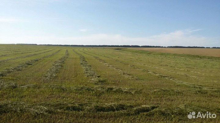 Сено в тюках, атава