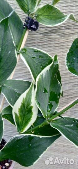 Хойя полинейра альбо