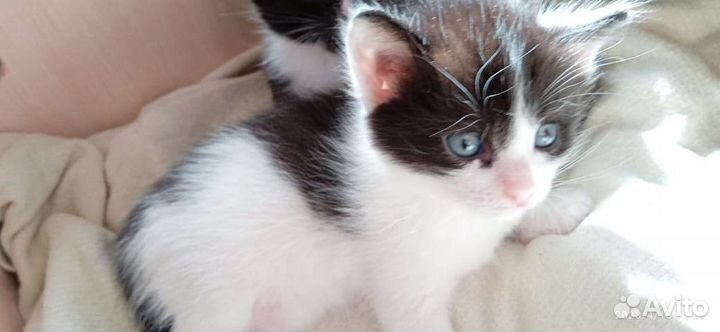 Котята в добрые руки бесплатно