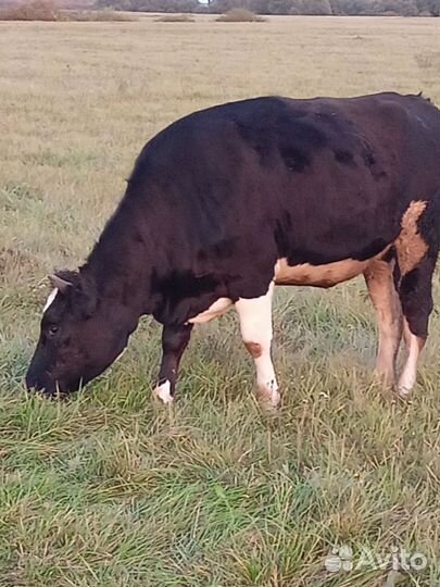 Телка 1.5 года продолжение рода