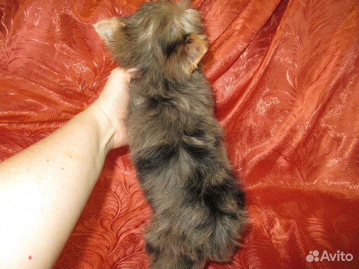 Девочки йорка